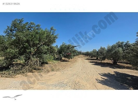 Martı Takım Gayrimenkul 'den İzmir Aliağa Yeni Şakran Satılık  1.109m2 Zeytinlik