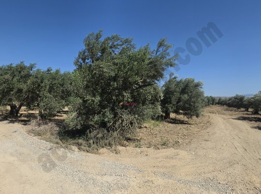 Martı Takım'dan Yeni Şakran'da 1109 m² Zeytinlik